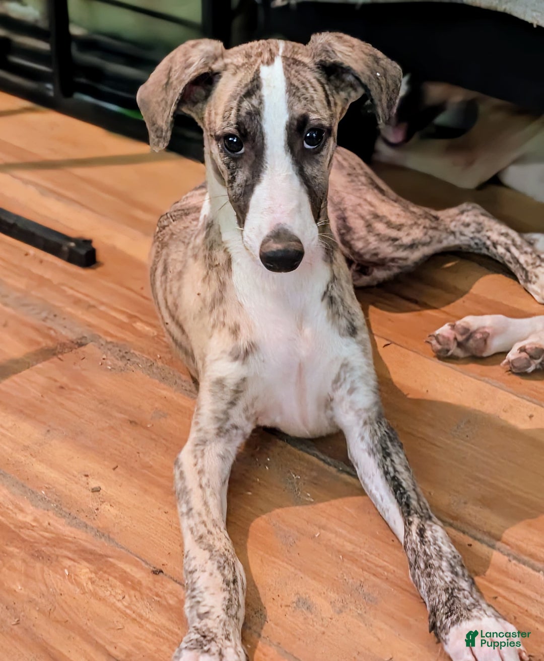 Whippet dogs for sale: Oscar - Image 4