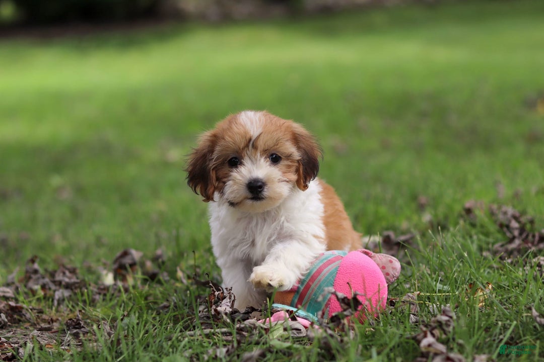 Shihpoo dogs for sale: Olivia - Image 4