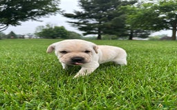 Mini Hippo dogs for sale: Duke - Image 1