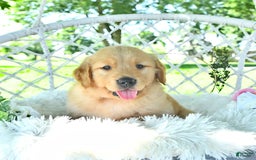 Golden Retriever dogs for sale: Alec - Image 4
