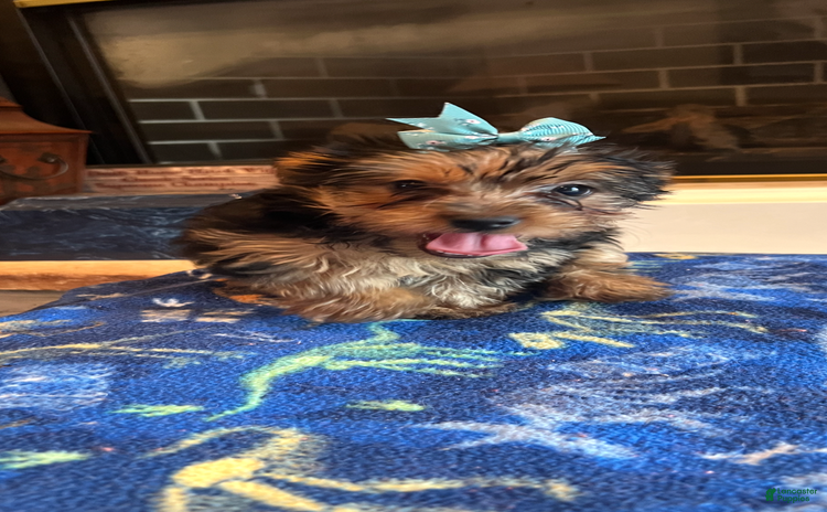 Yorkshire Terrier dogs for sale - Ad 1