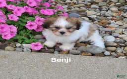 Teddy Bear dogs for sale: Benji - Image 7