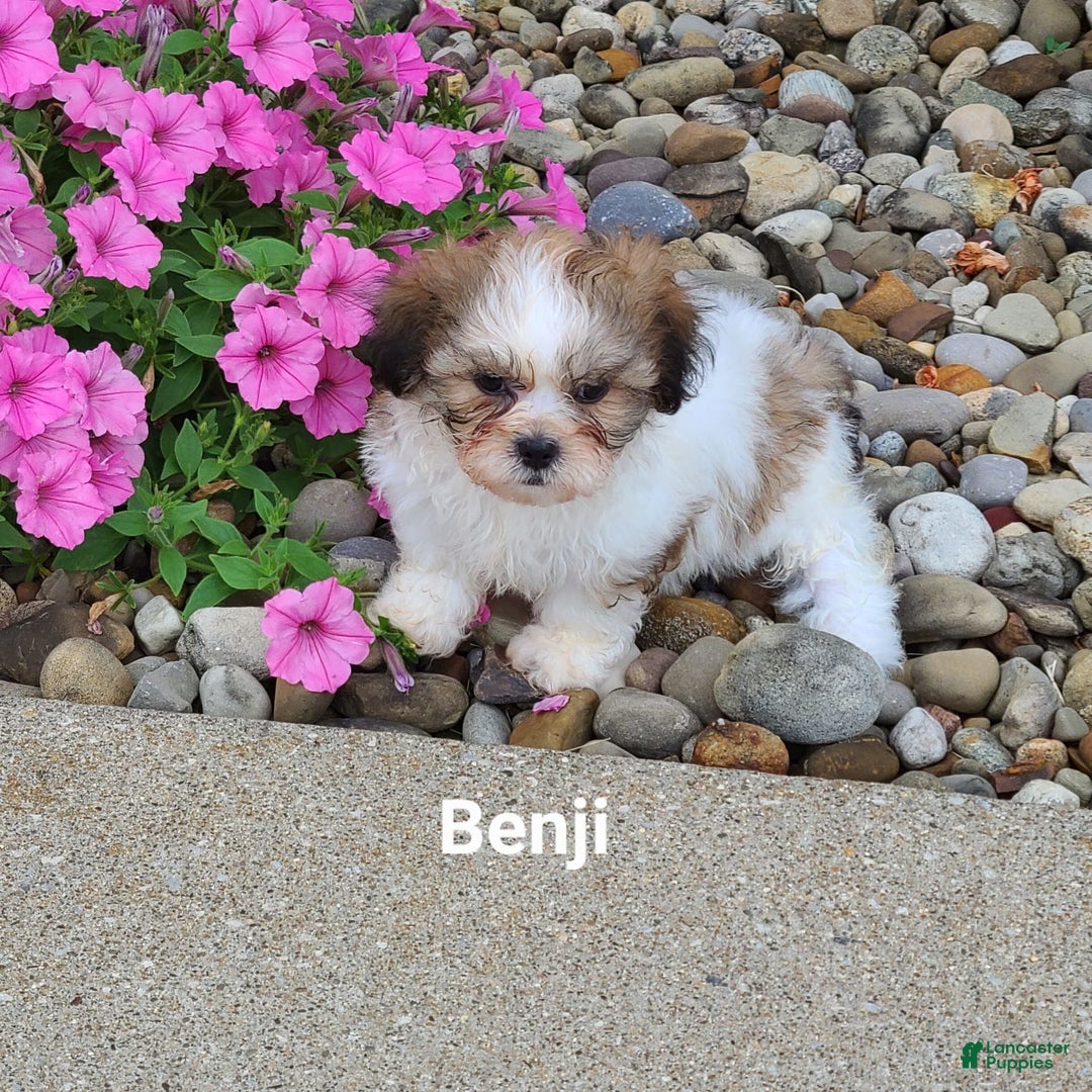 Teddy Bear dogs for sale: Benji - Image 7