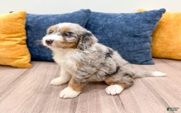 Mini Bernedoodle dogs for sale: Ava - Image 8