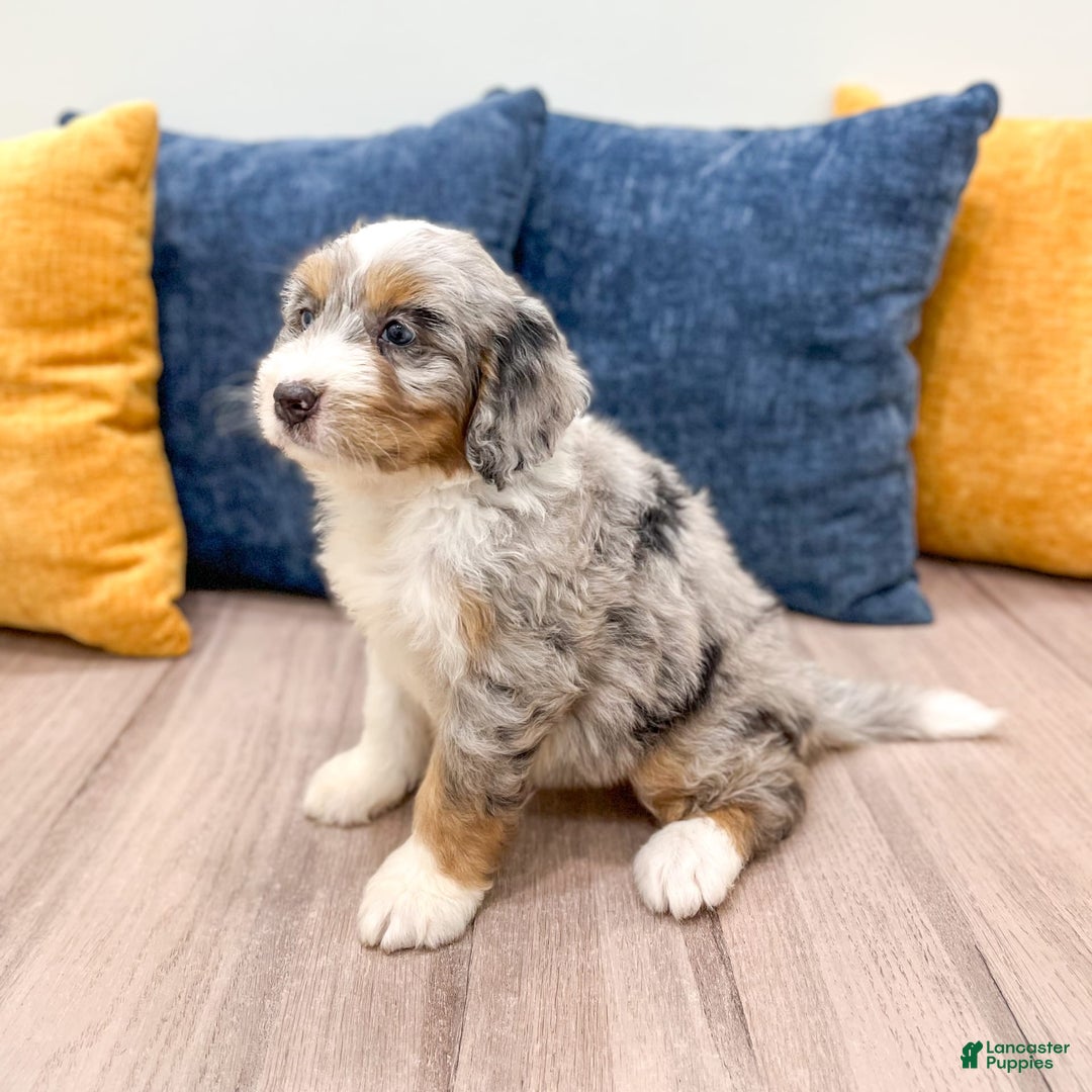 Mini Bernedoodle dogs for sale: Ava - Image 8