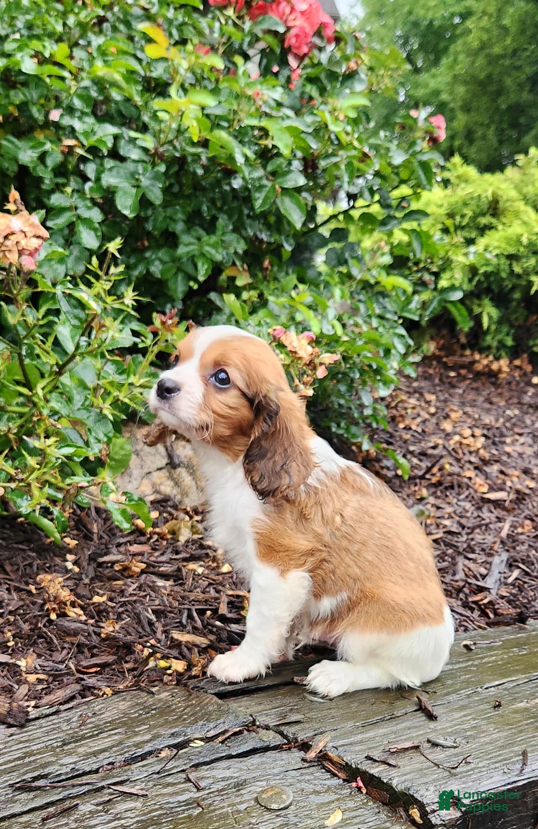 Cavapoo dogs for sale: Rosco - Image 2