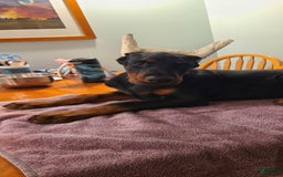 Doberman Pinscher dogs for sale: Athena Orange Collar Female - Image 2