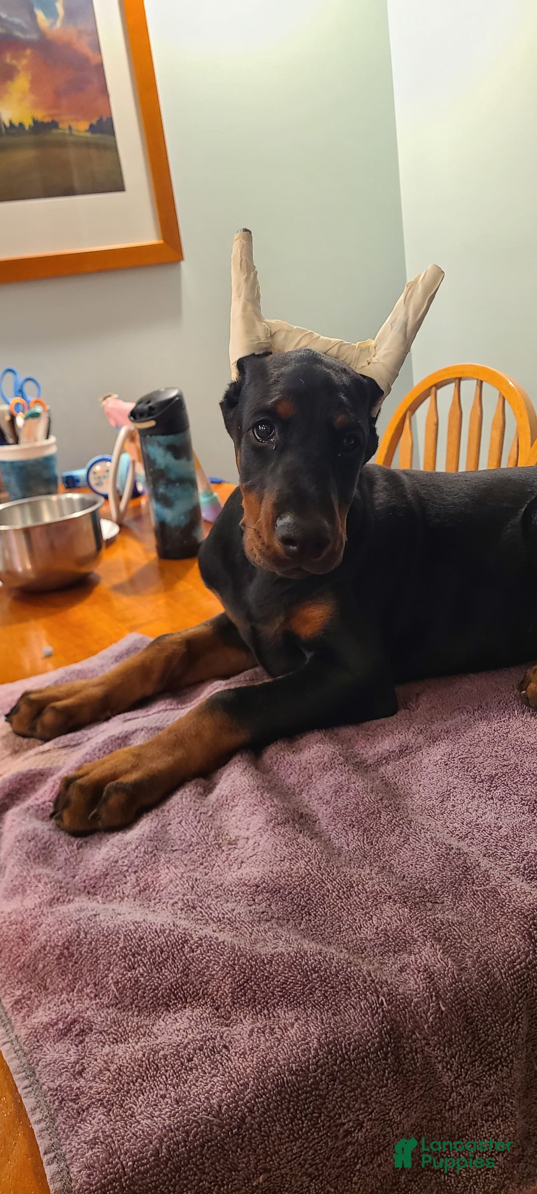 Doberman Pinscher dogs for sale: Athena Orange Collar Female - Image 2