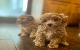 Maltipoo dogs for sale: Gracie - Image 3