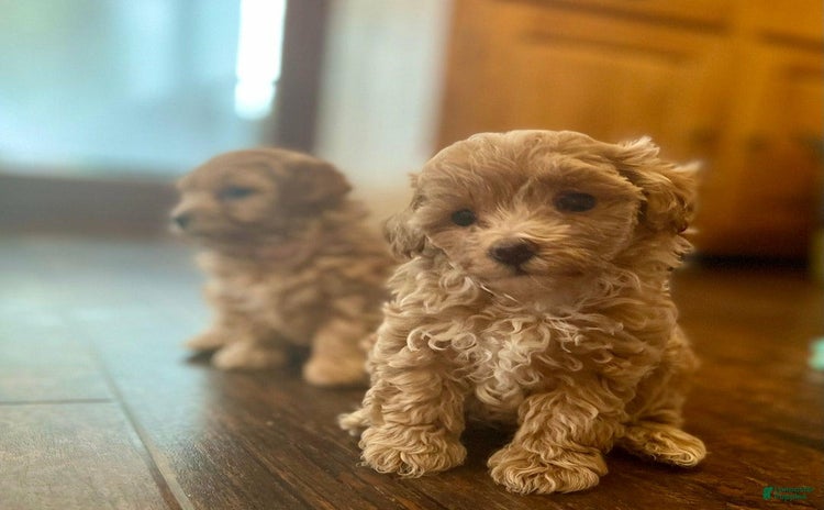 Maltipoo dogs - Advert 32