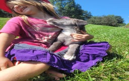 Border Collie dogs for sale: Bethany - Image 4