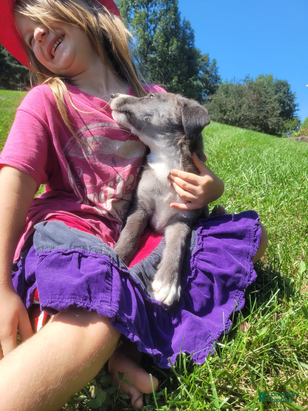 Border Collie dogs for sale: Bethany - Image 4