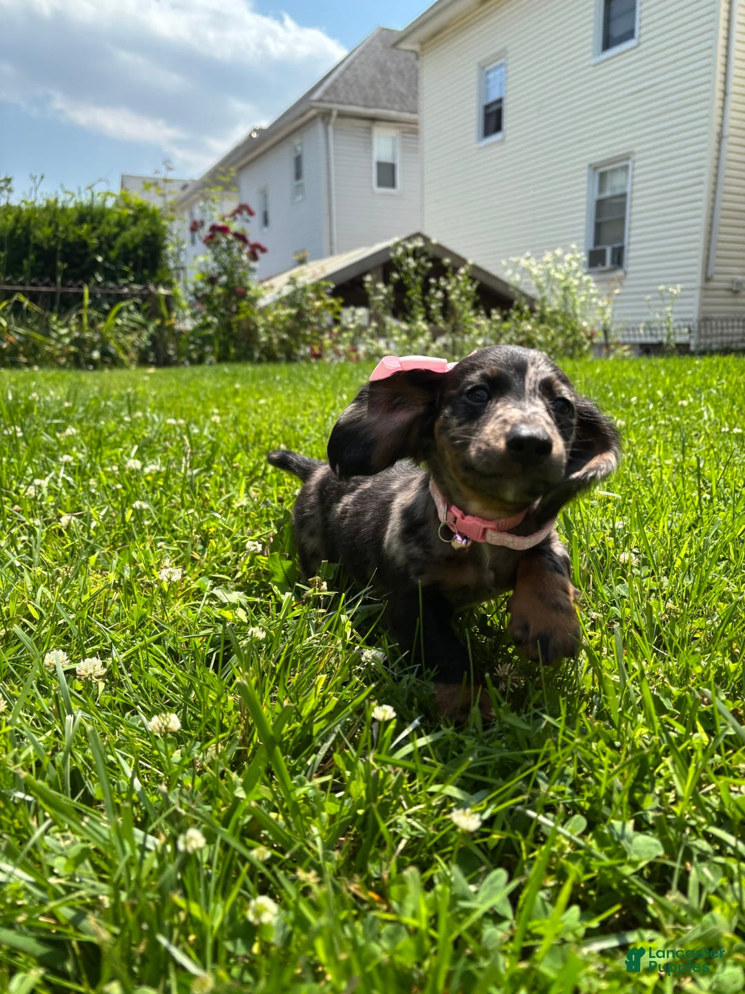 Miniature Dachshund dogs for sale: Millie - Image 3