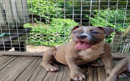 American Bully dogs for sale: Tony - Image 1