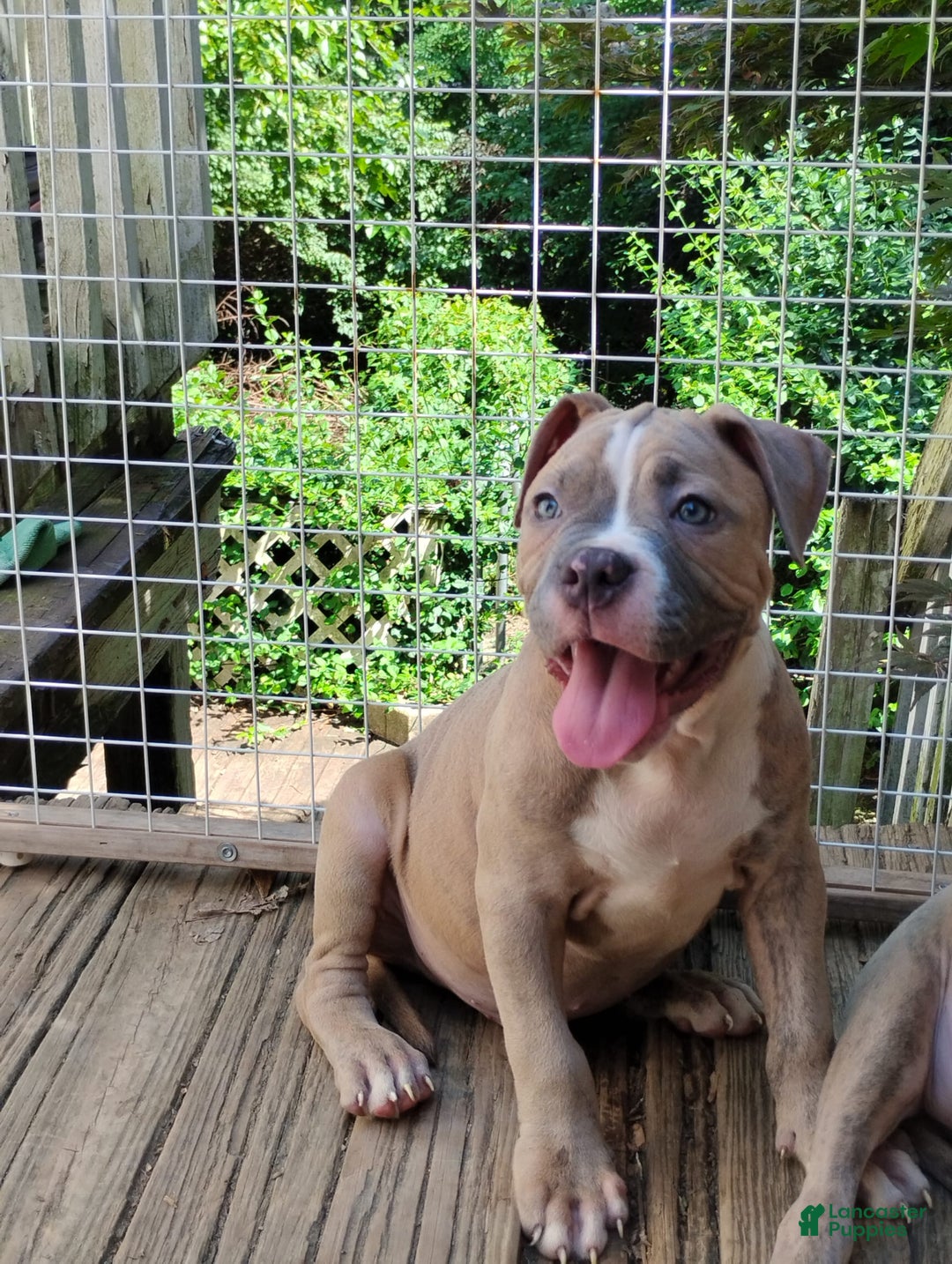 American Bully dogs for sale: Tony - Image 1