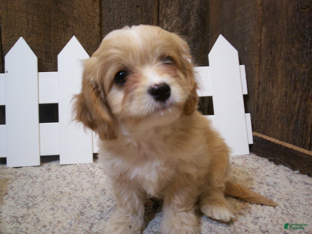 Cavachon dogs for sale: Piper - Image 18