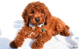 Miniature Poodle dogs for sale: Oscar - Image 3