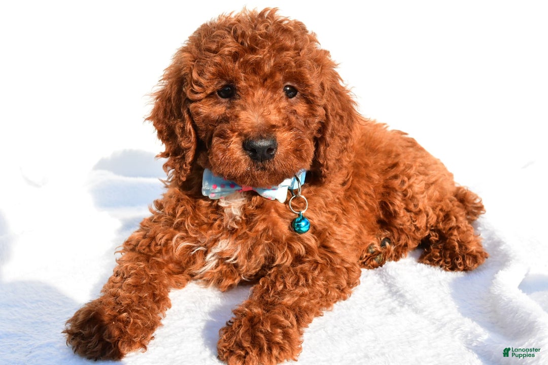 Miniature Poodle dogs for sale: Oscar - Image 3