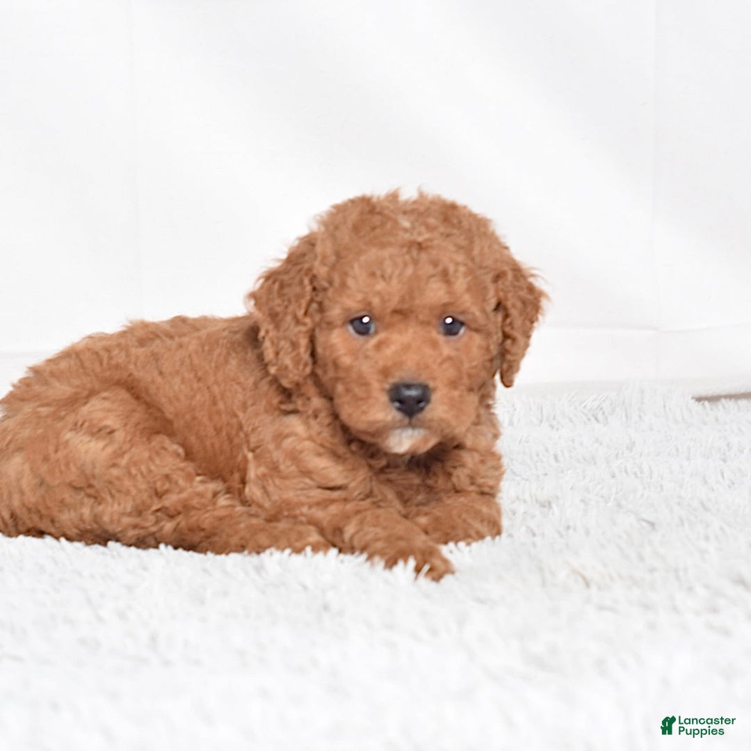 Mini Goldendoodle dogs for sale: Petite Scotty - Image 7