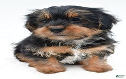 Shorkie dogs for sale: Natasha - Image 5