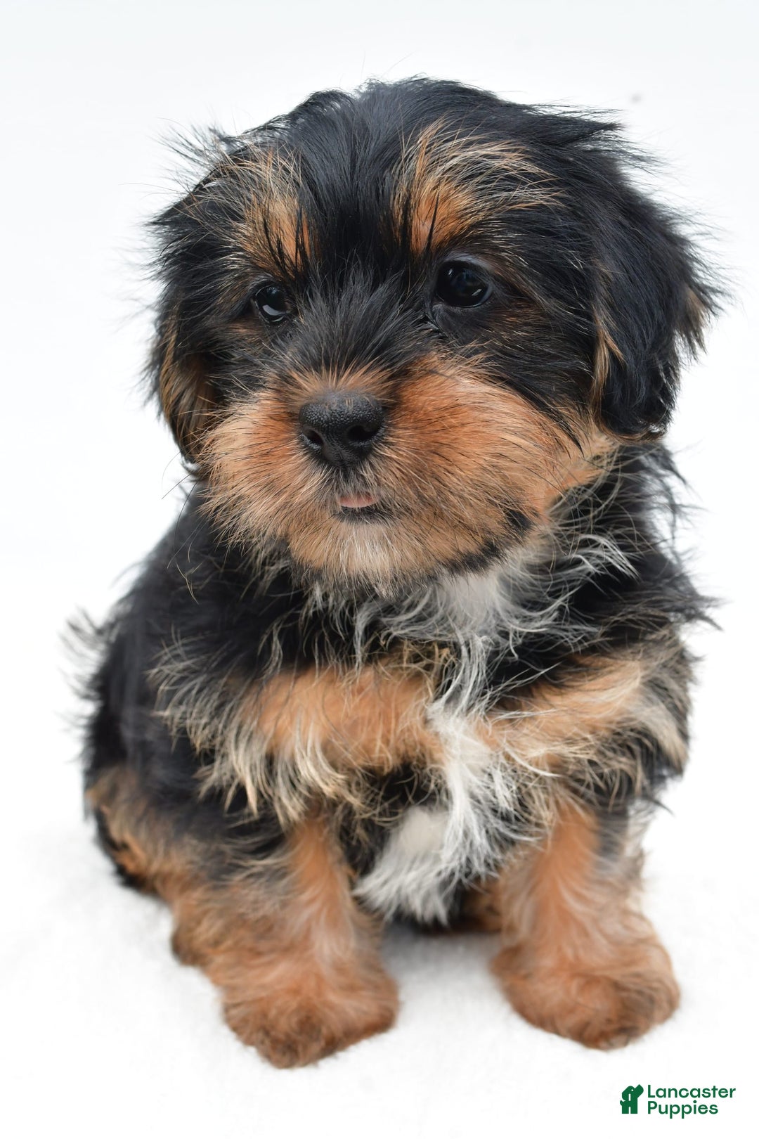 Shorkie dogs for sale: Natasha - Image 5