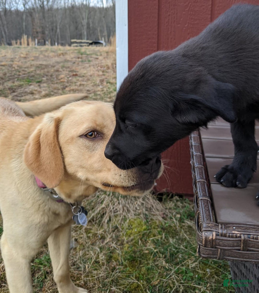 Labrador Retriever dogs for sale: Snips - Image 9
