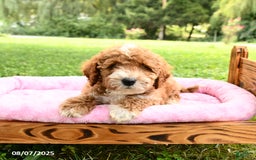 Miniature Poodle dogs for sale: Ace - Image 3