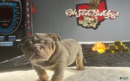 English Bulldog dogs for sale: Chubbs - Image 5