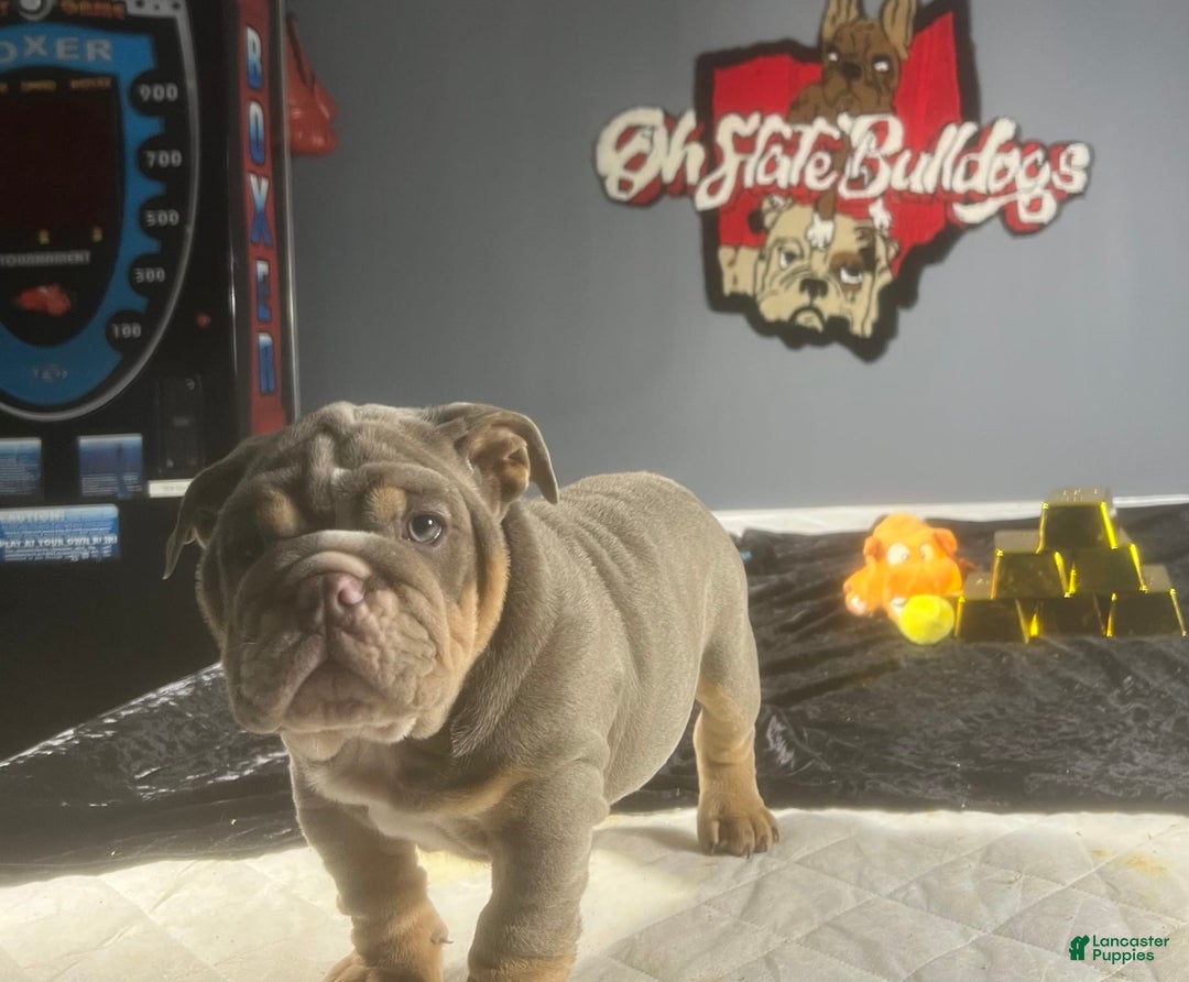English Bulldog dogs for sale: Chubbs - Image 5