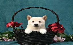 Shiba Inu dogs for sale: Emma - Image 5