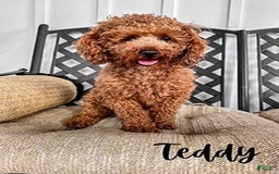 Mini Goldendoodle dogs for sale: Beau - Image 3