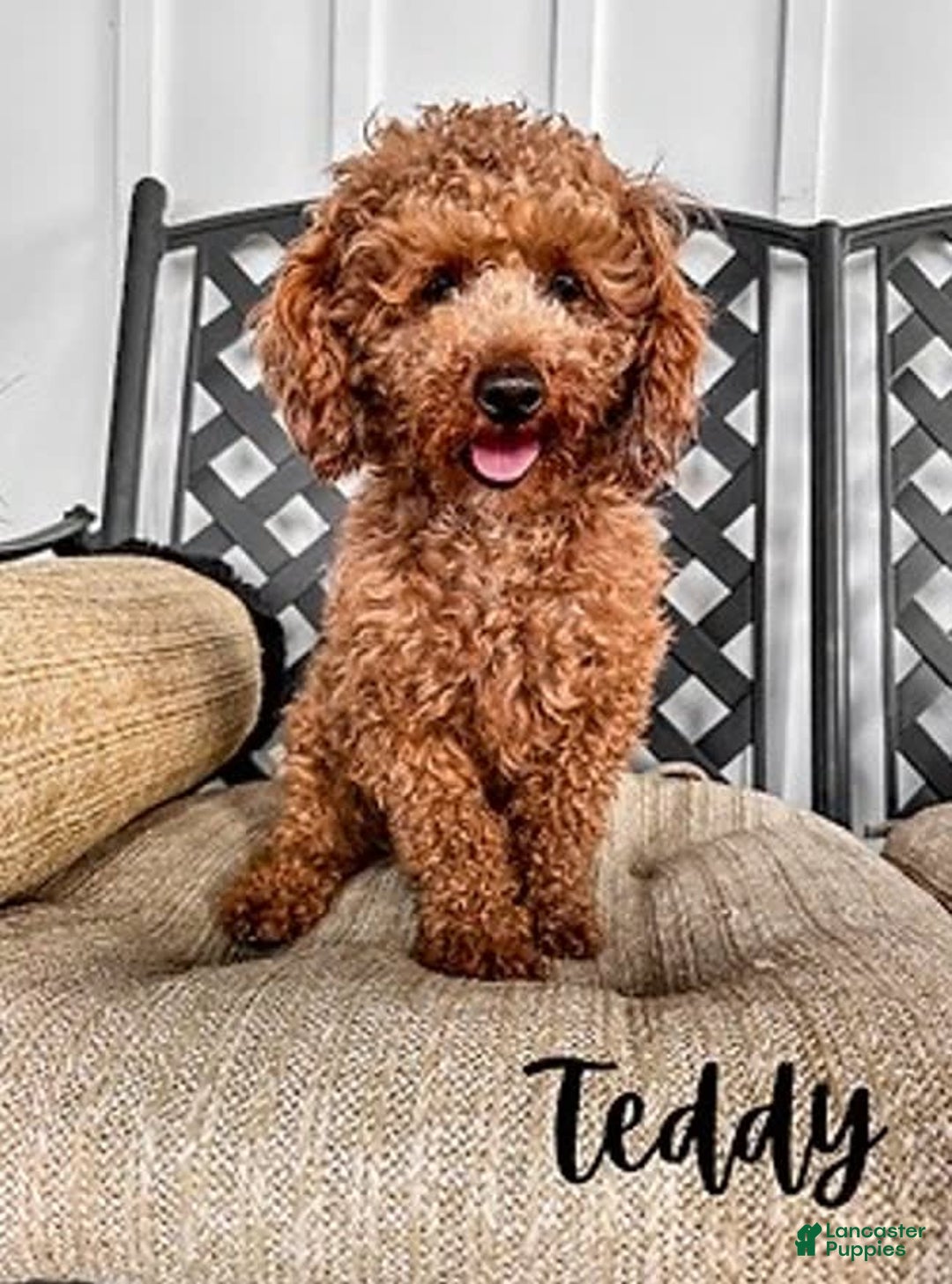 Mini Goldendoodle dogs for sale: Beau - Image 3