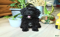 Havapoo dogs for sale: House Raised Billy - Image 11