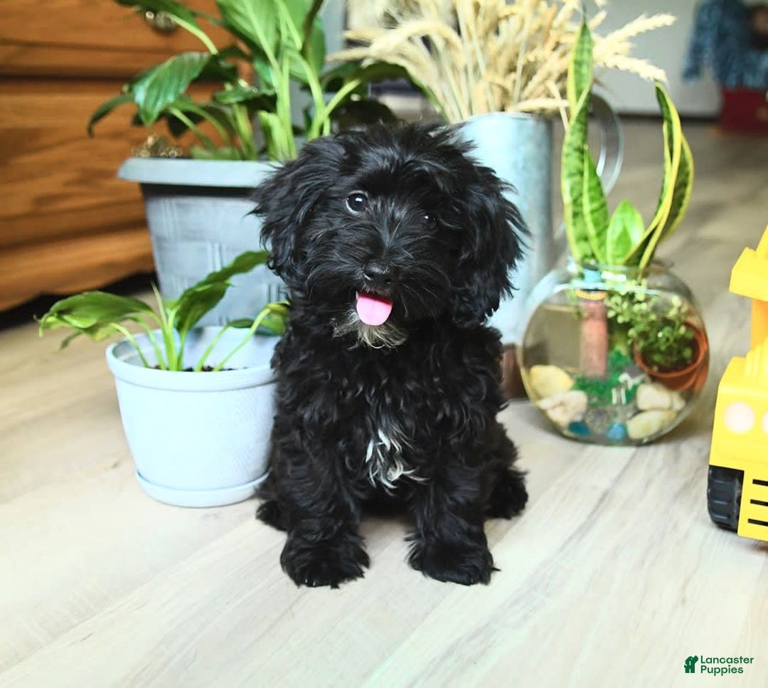 Havapoo dogs for sale: House Raised Billy - Image 11