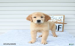 Golden Retriever dogs for sale: Clem - Image 2