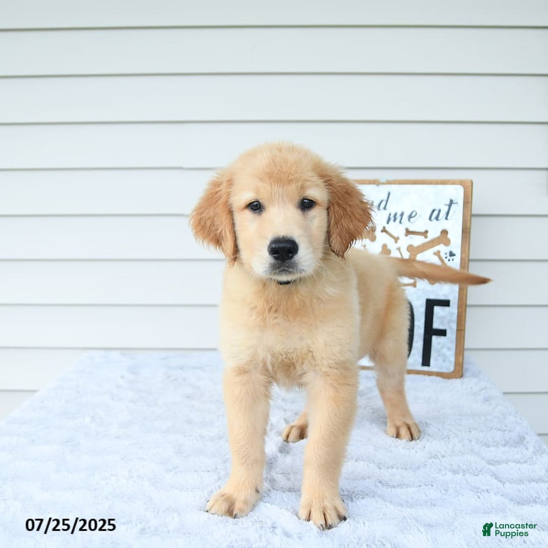 Golden Retriever dogs for sale: Clem - Image 2