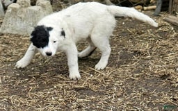 Border Collie dogs for sale: Divvy - Image 17