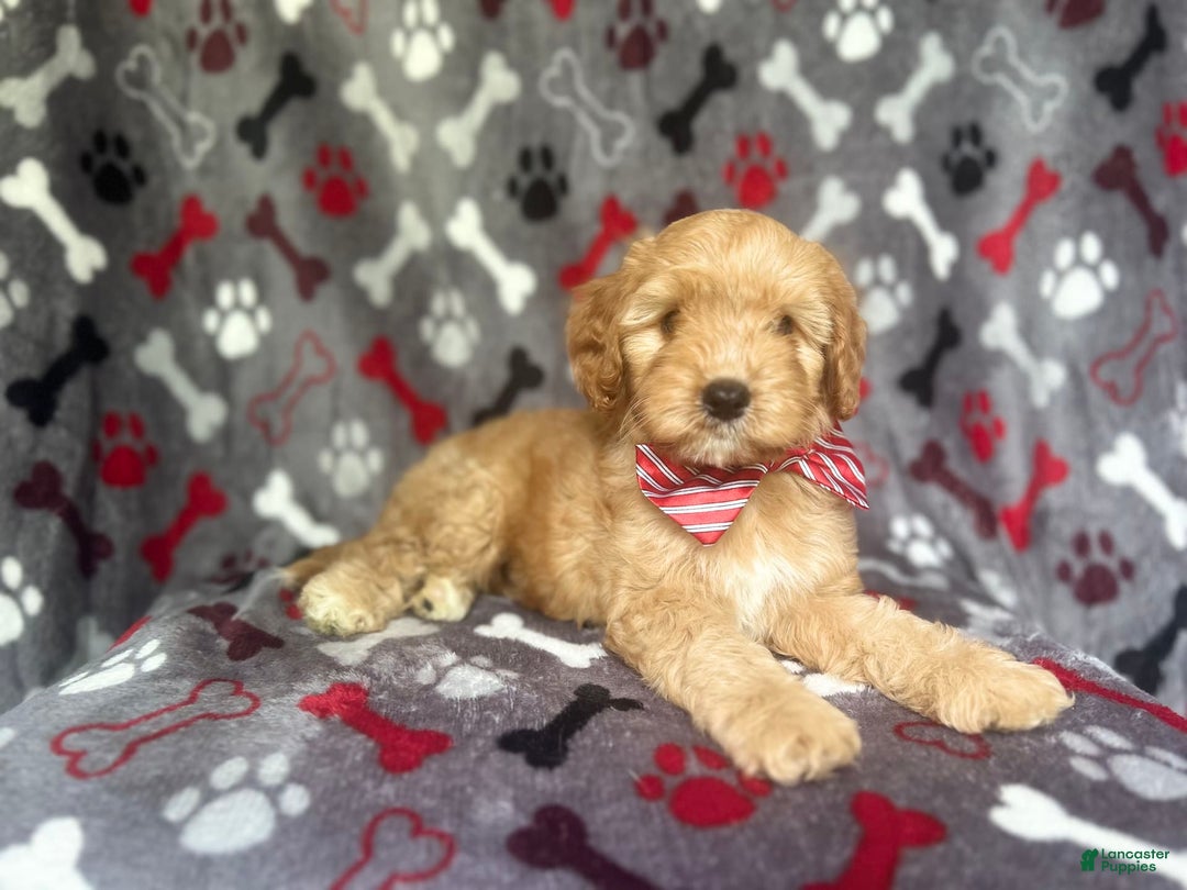 Cavapoo dogs for sale: Spade - Image 6