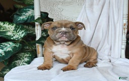 English Bulldog dogs for sale: Reese - Image 3