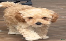 Toy Poodle dogs for sale: Max - Image 4