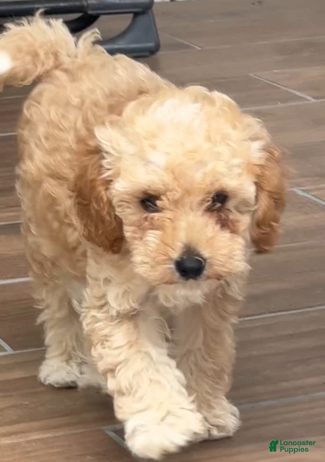 Toy Poodle dogs for sale: Max - Image 4