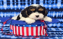 Cavapoo dogs for sale: Wilder - Image 1
