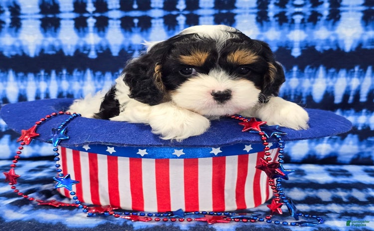 Cavapoo dogs for sale - Ad 3