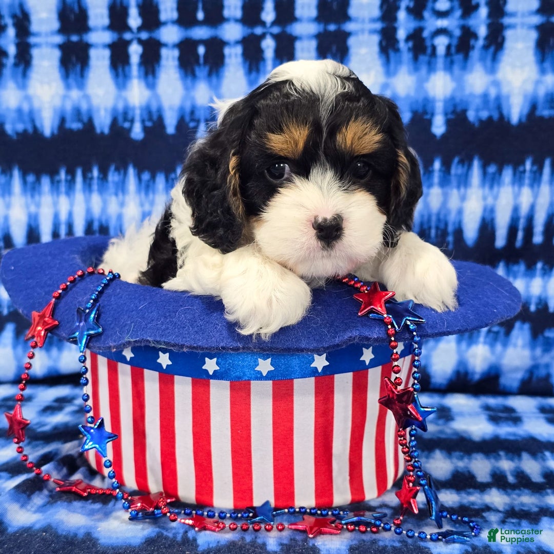 Cavapoo dogs for sale: Wilder - Image 1