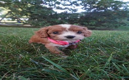 Cavapoo dogs for sale: Tiny Tim - Image 9