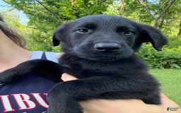 German Shepherd dogs for sale: Jax - Image 4