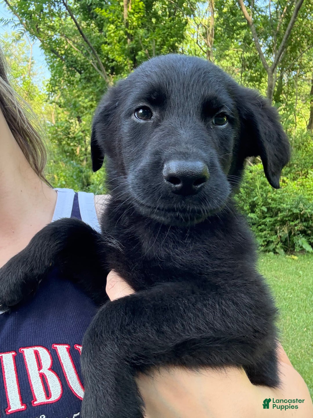 German Shepherd dogs for sale: Jax - Image 4