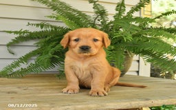 Golden Retriever dogs for sale: Mollie - Image 1