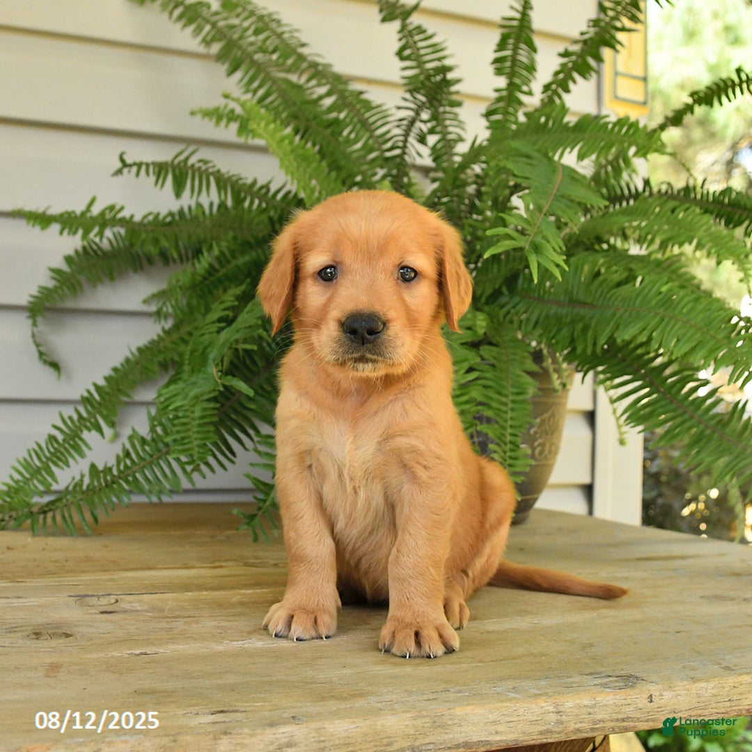 Golden Retriever dogs for sale: Mollie - Image 1