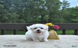 Maltese dogs for sale: Tommy - Image 5